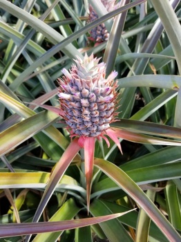 Pretty Pineapple