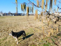 Els / Alnus glutinosa. with dog Shenna.