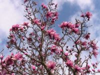 Magnolia in flower