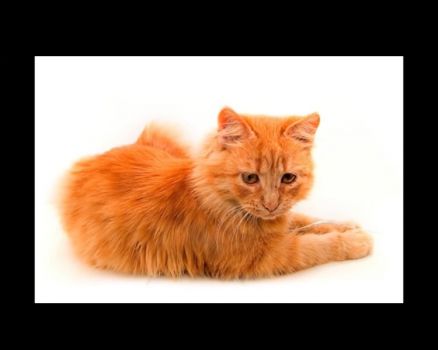 Fluffy Orange Kitty Cat