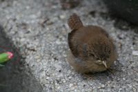 Wren nestling