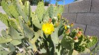 Cactus Flower