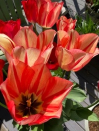Tulips!!