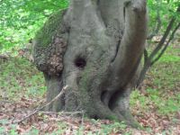 Ein Elefant???