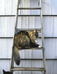 Gabby on Ladder