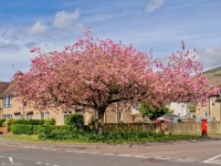 Cherry Blossom in Lennoxtown