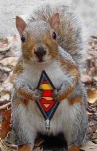 Super Squirrel!