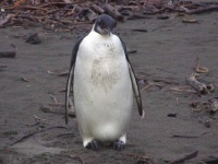 HAPPY FEET - NEW ZEALAND VISITOR
