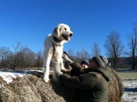 On top a bale of hay. My goldendoodle