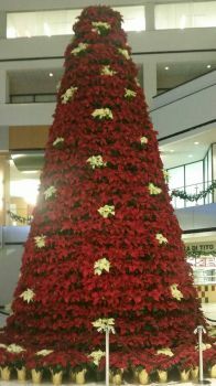Poinsetta Tree in the Hyat in downtown Indpls.