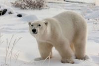 Polar Bear  -  Wass Up?