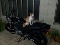 biker cat