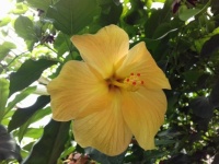 Yellow Hibiscus flower