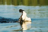 Press Lake Loon