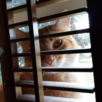 Wally looking through shutters.