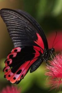 butterfly6