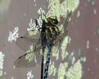 Dragonfly on Lichen
