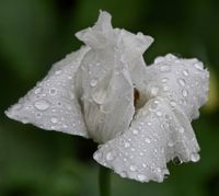 Flower Raindrops CF
