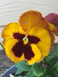 Another pansy  small