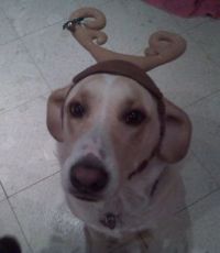 Christmas Spirit... Really???