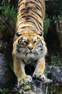 tiger streach