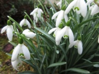 Snowdrops in full bloom  (Close(r)  up)