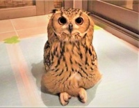 Owls can cross their legs