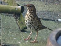 Songthrush - end January