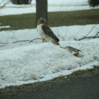 Red Tail Hawk with Road Kill Bunny