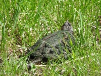 snapping turtle?