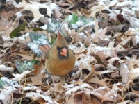 A female Cardinal in New York City,  New York