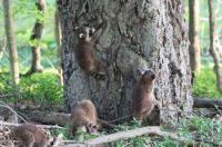 Mischievous youngsters