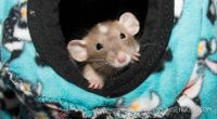 Bean in his hammock