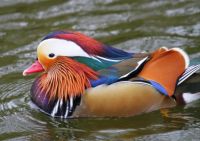 Mandarin
