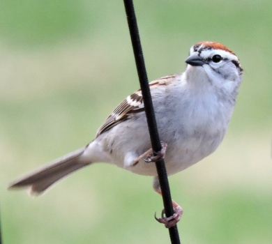 Chipping Sparrows have arrived...
