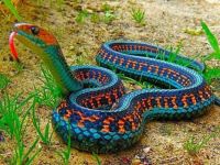 red sided garter snake