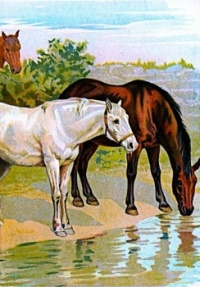 Drinking Horses