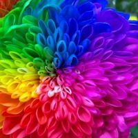 Rainbow Dahlia