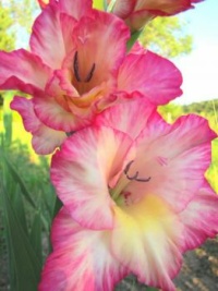 Beautiful PinkSplash Gladiolus