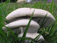 Mushrooms