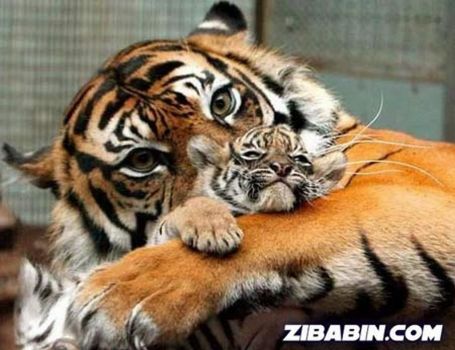 tiger's mum