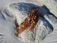 Tasmanian white rock, sand and seaweed - smaller version