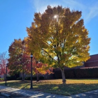 Sun Threw Autum Yellow