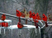 Beautiful birds on a wire.