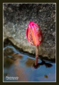 Water Lilly Emerging