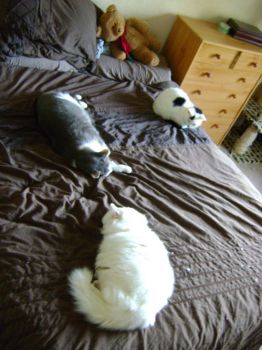 Tyr, Freya and Ash - Can you tell I changed to my winter duvet last night? ☺