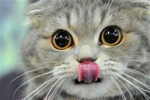 Sweet gray kitten