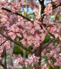 Crabapple Blossoms