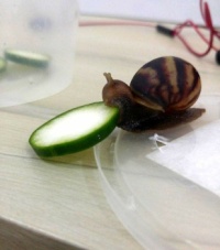 Snail Eating Cucumber