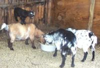 3 Pygmy Goat Mums  n baby piggyback